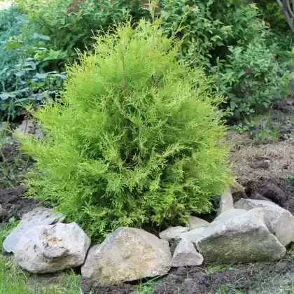 Foto von Lebensbaum 'Rheingold' (Thuja occidentalis 'Rheingold')