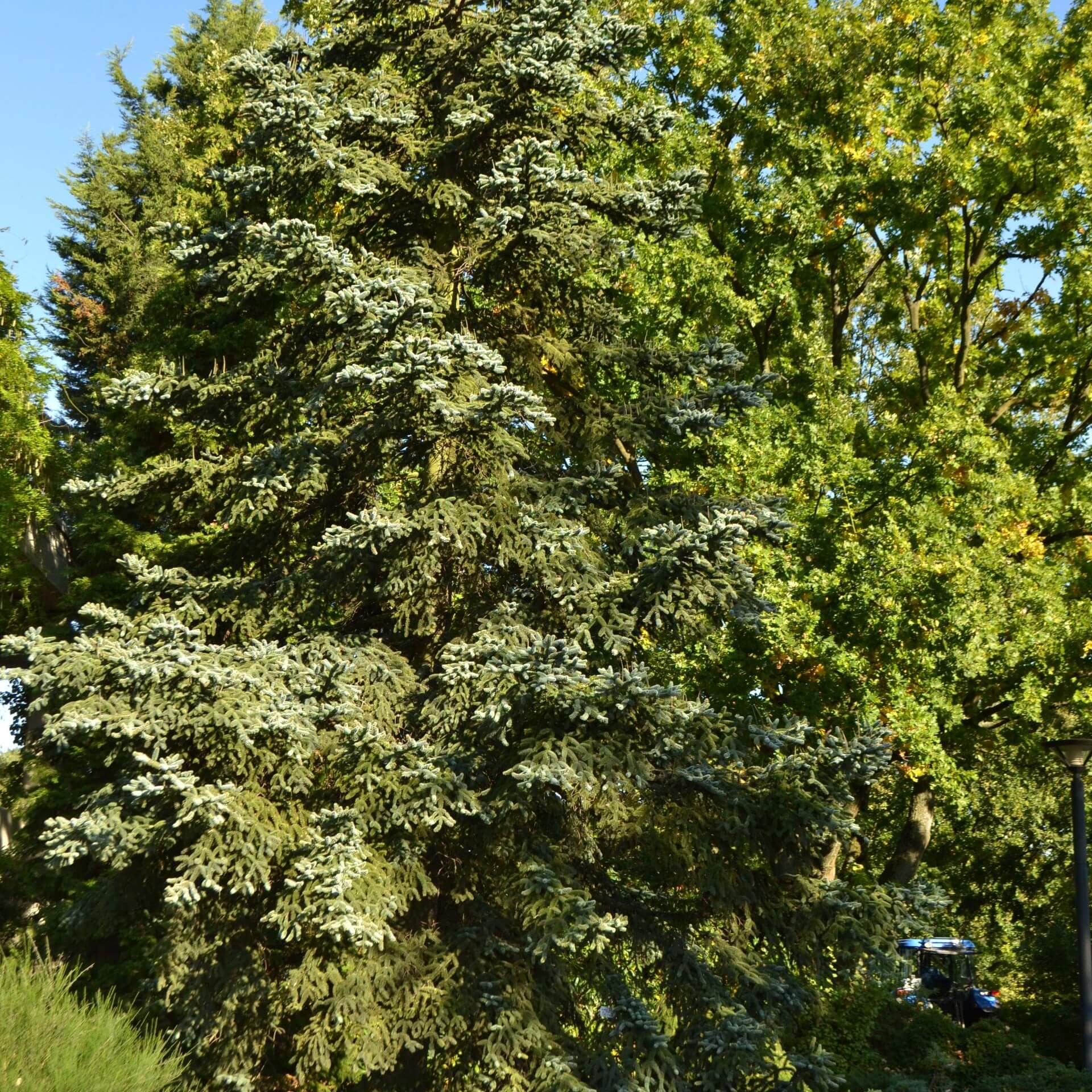 Spanische Tanne 'Kelleriis' (Abies pinsapo 'Kelleriis')