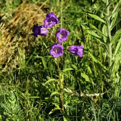 Foto von Marien-Glockenblume (Campanula medium)