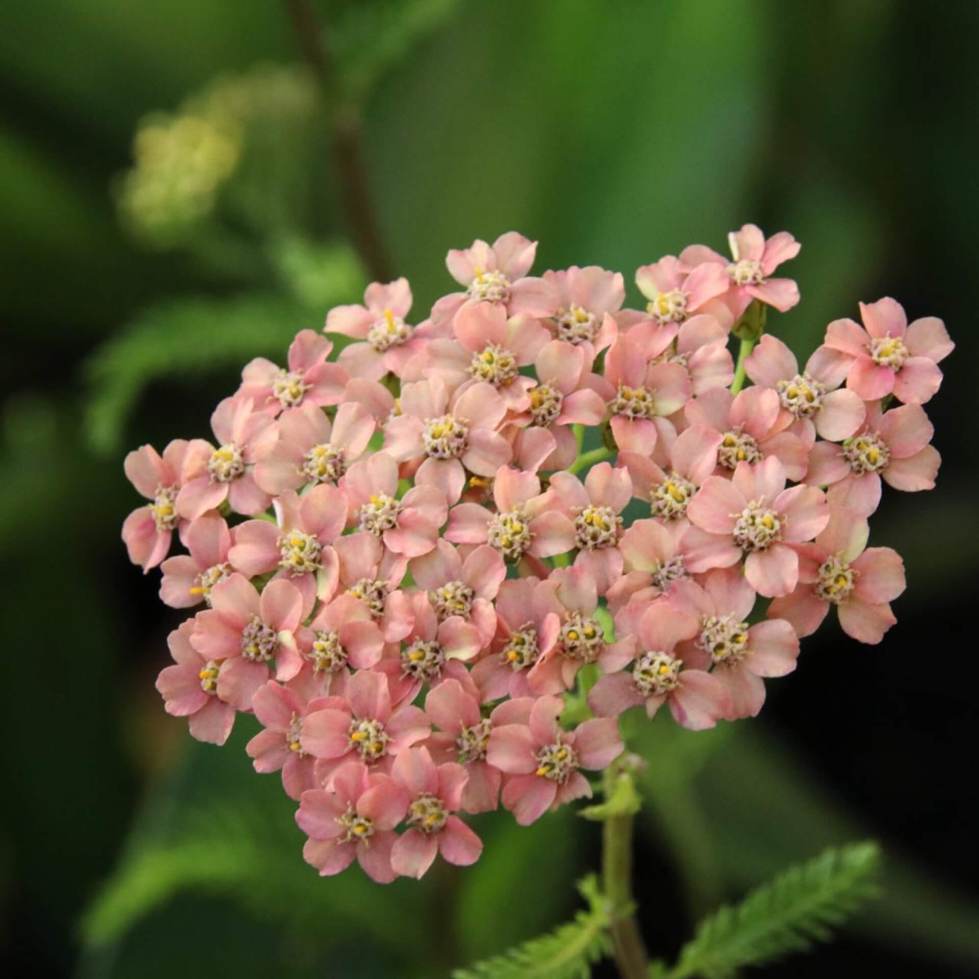 Gewöhnliche Wiesenschafgarbe 'Apfelblüte' (Achillea millefolium 'Apfelblüte')