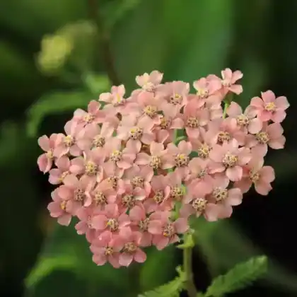 Foto von Gewöhnliche Wiesenschafgarbe 'Apfelblüte' (Achillea millefolium 'Apfelblüte')