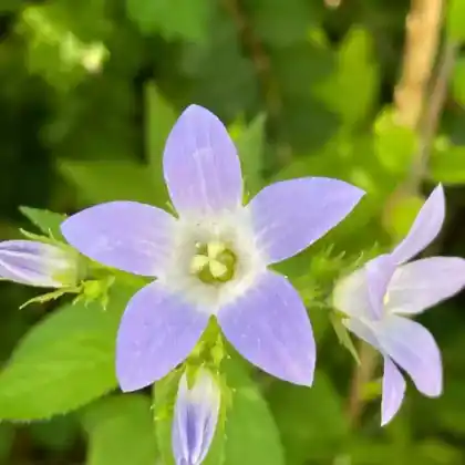 Foto von Wiesen-Glockenblume (Campanula patula)