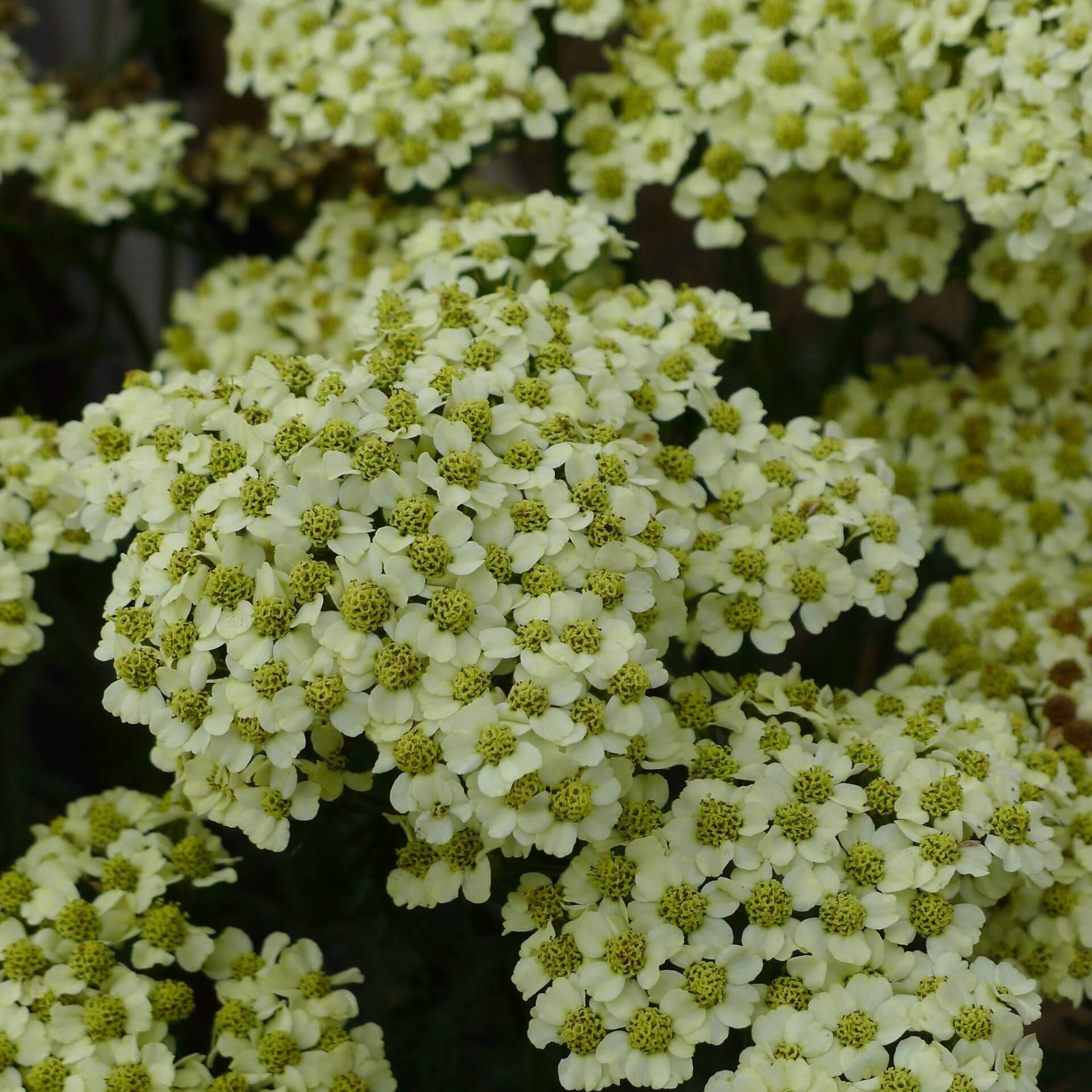 Gewöhnliche Wiesenschafgarbe 'Sunny Seduction' (Achillea millefolium 'Sunny Seduction')