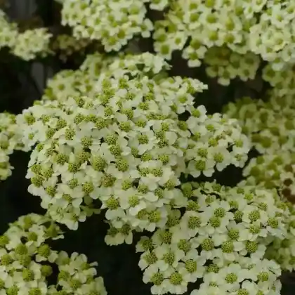 Foto von Gewöhnliche Wiesenschafgarbe 'Sunny Seduction' (Achillea millefolium 'Sunny Seduction')