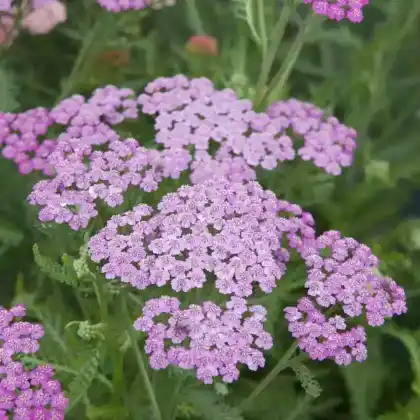 Foto von Gewöhnliche Wiesenschafgarbe 'Tutti Frutti Pink Grapefruit' (Achillea millefolium 'Tutti Frutti Pink Grapefruit')