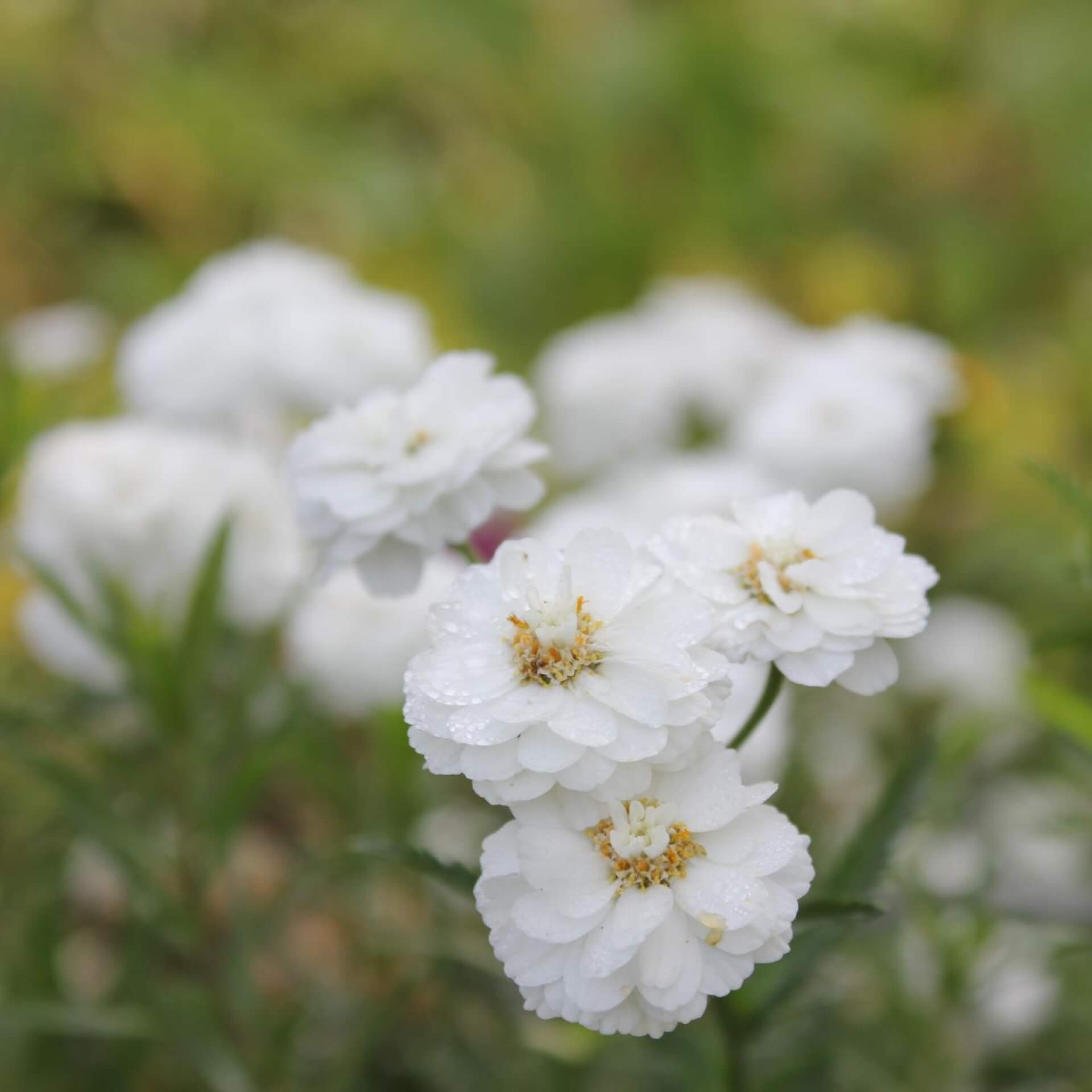 Sumpf-Schafgarbe 'Peter Cottontail' (Achillea ptarmica 'Peter Cottontail')