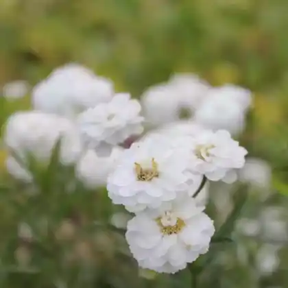 Foto von Sumpf-Schafgarbe 'Peter Cottontail' (Achillea ptarmica 'Peter Cottontail')