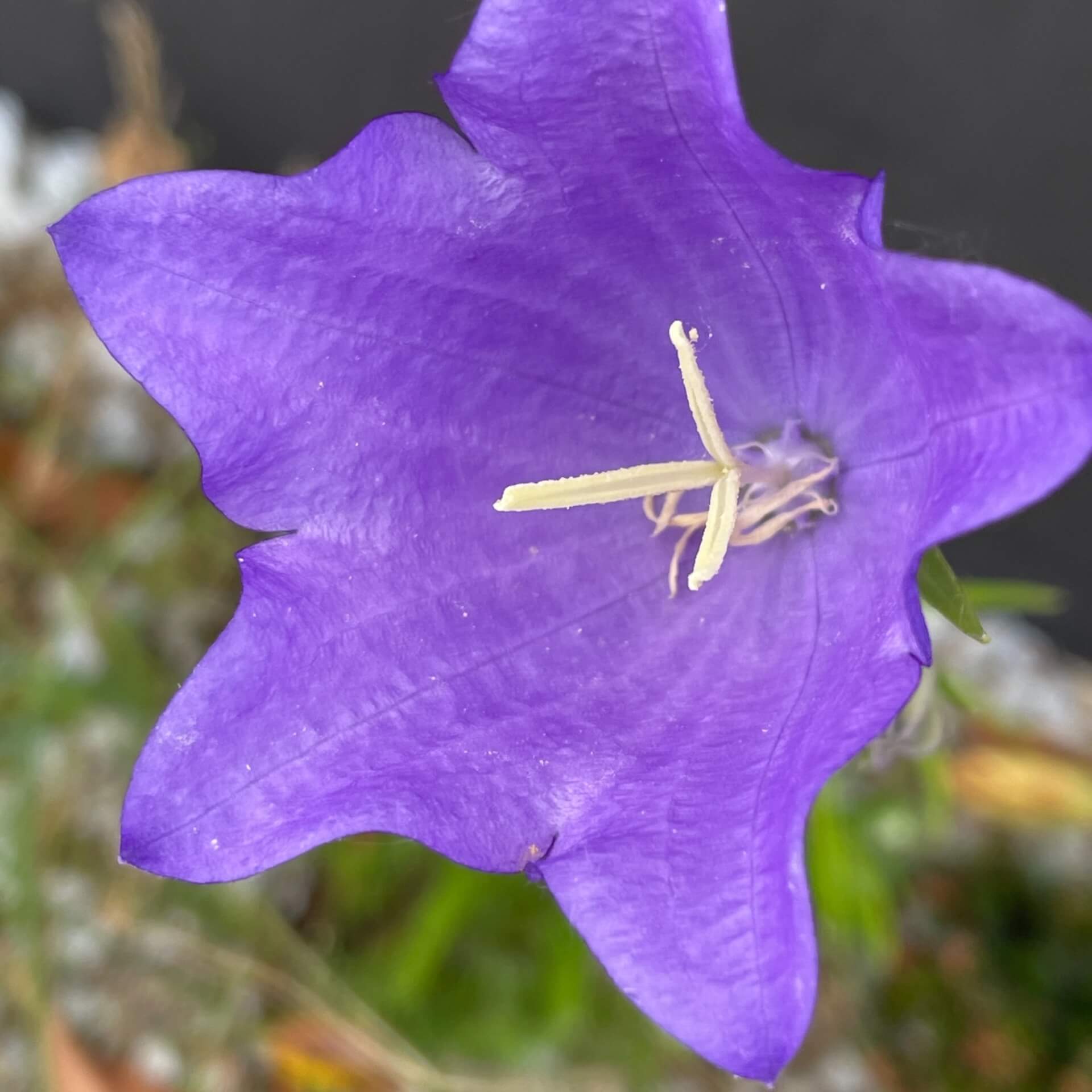 Pfirsichblättrige Glockenblume (Campanula persicifolia)