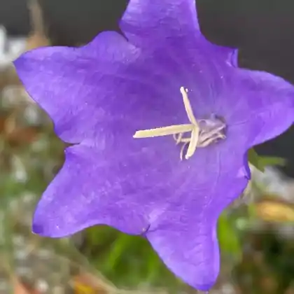 Foto von Pfirsichblättrige Glockenblume (Campanula persicifolia)