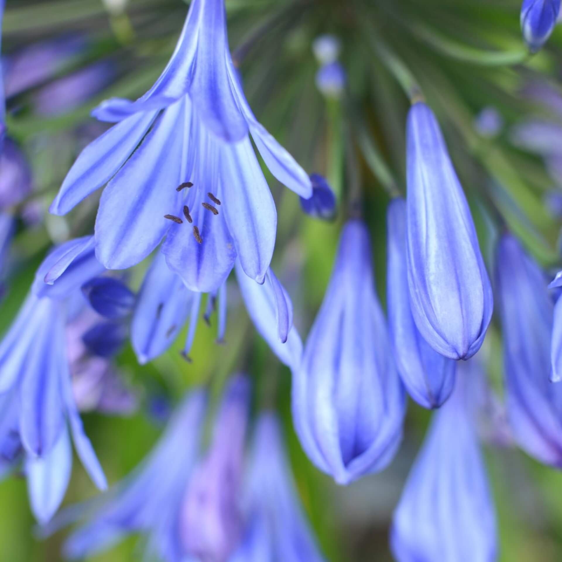 Afrikanische Schmucklilie 'Blue Giant' (Agapanthus africanus 'Blue Giant')