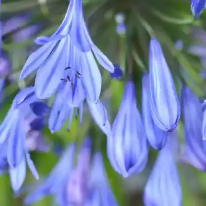 Foto von Afrikanische Schmucklilie 'Blue Giant' (Agapanthus africanus 'Blue Giant')