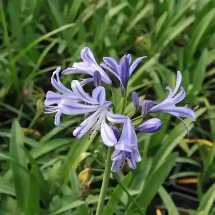 Foto von Afrikanische Schmucklilie 'Charlotte' (Agapanthus africanus 'Charlotte')