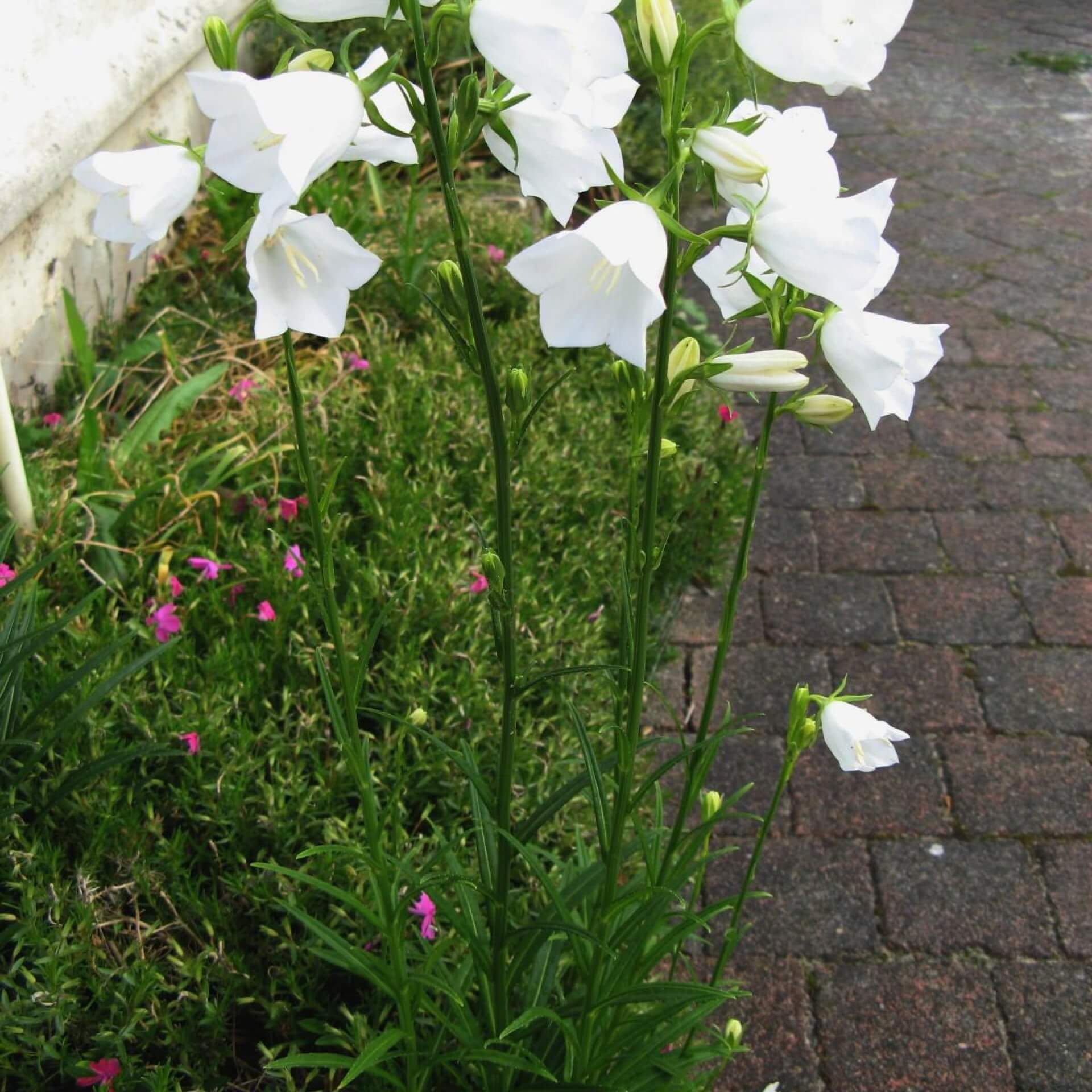 Pfirsichblättrige Glockenblume 'Alba' (Campanula persicifolia 'Alba')