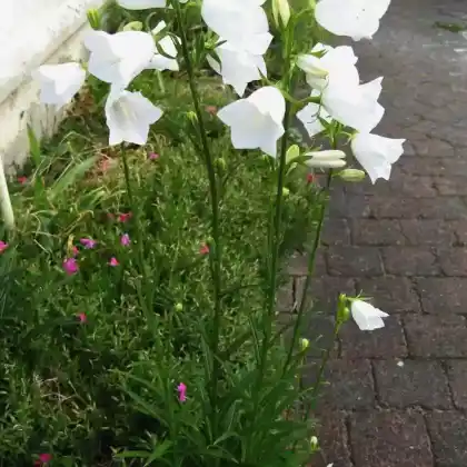 Foto von Pfirsichblättrige Glockenblume 'Alba' (Campanula persicifolia 'Alba')