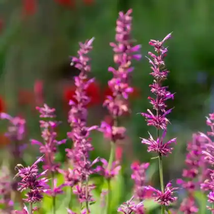Foto von Mexikanische Duftnessel  'Sangria' (Agastache mexicana 'Sangria')