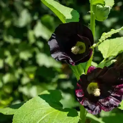 Foto von Garten-Stockrose 'Nigra' (Alcea rosea 'Nigra')