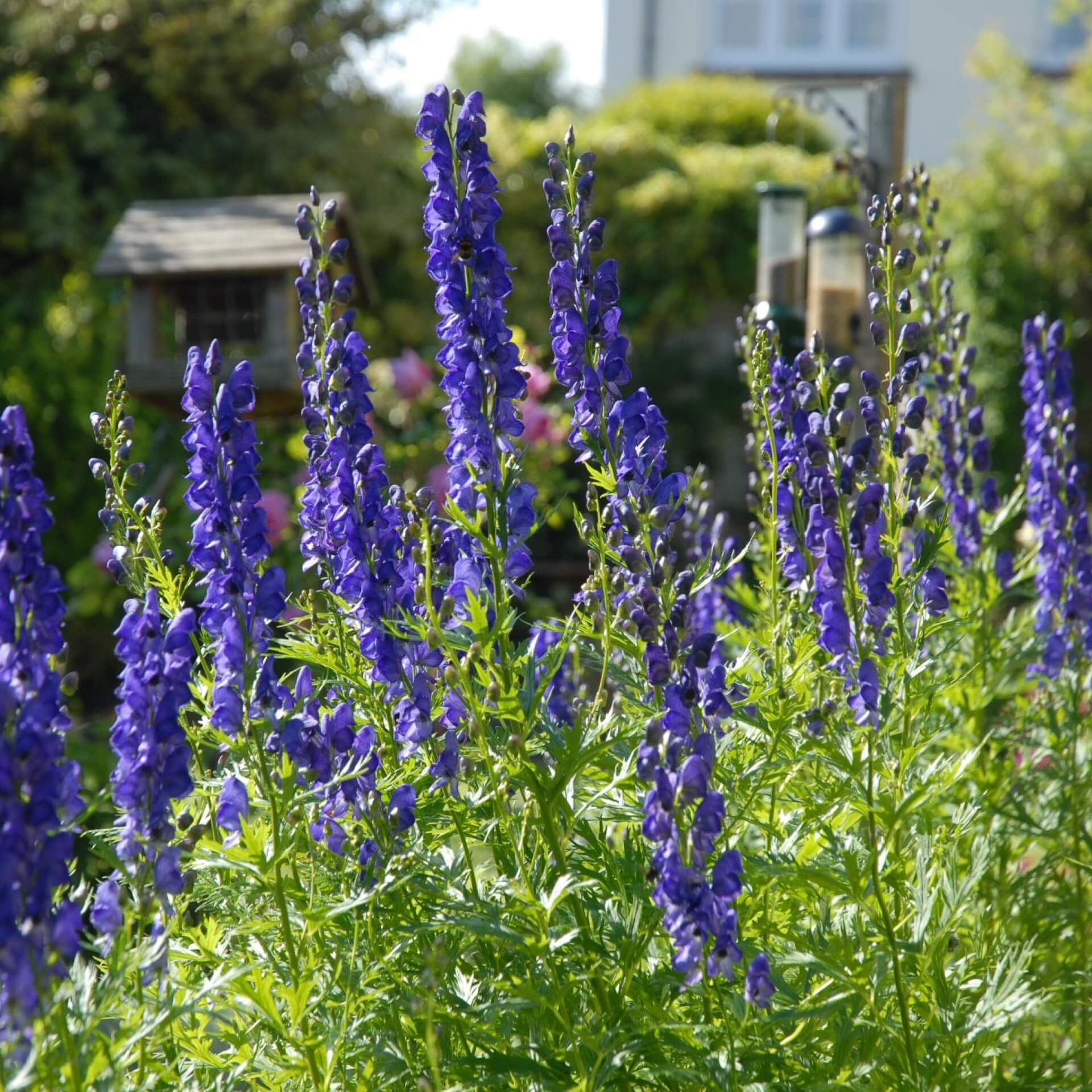 Blauer Eisenhut (Aconitum napellus)