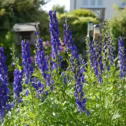 Foto von Blauer Eisenhut (Aconitum napellus)