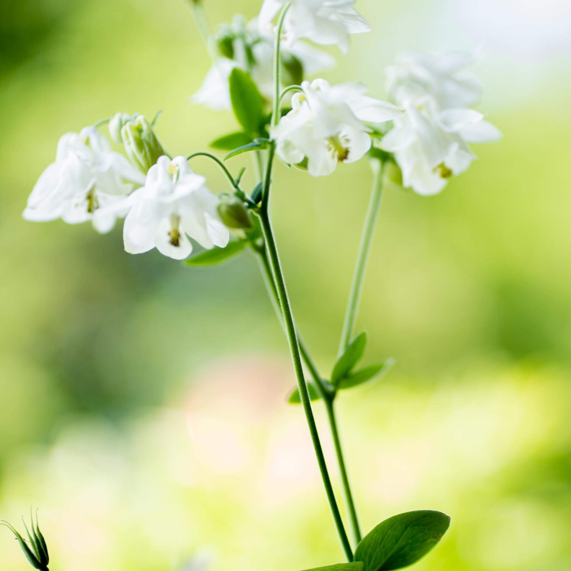 Pfirsichblättrige Glockenblume 'Grandiflora Alba' (Campanula persicifolia 'Grandiflora Alba')