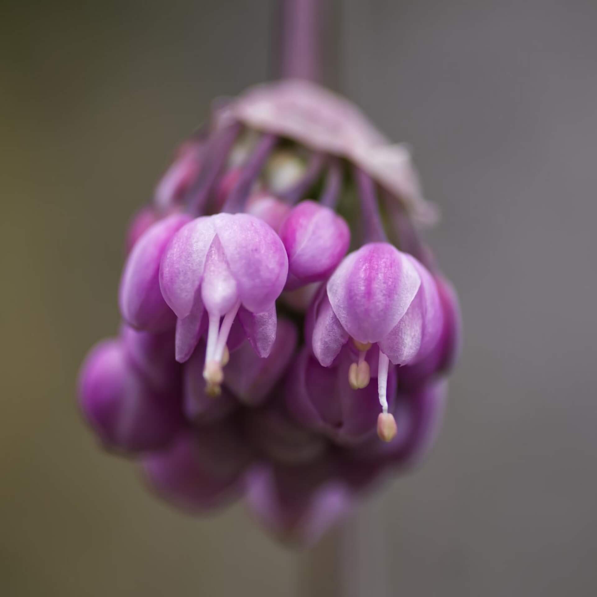 Nickender Lauch 'Hidcote' (Allium cernuum 'Hidcote')