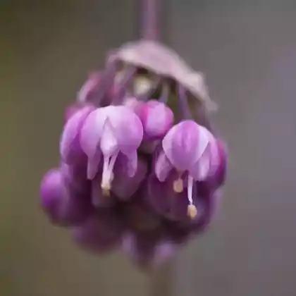 Foto von Nickender Lauch 'Hidcote' (Allium cernuum 'Hidcote')