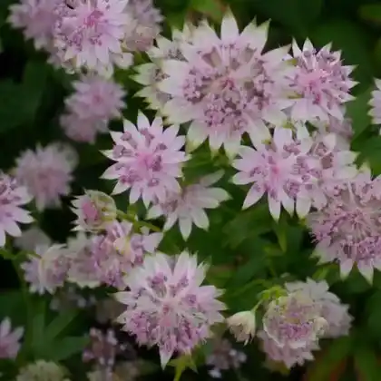 Foto von Große Sterndolde 'Buckland' (Astrantia major 'Buckland')
