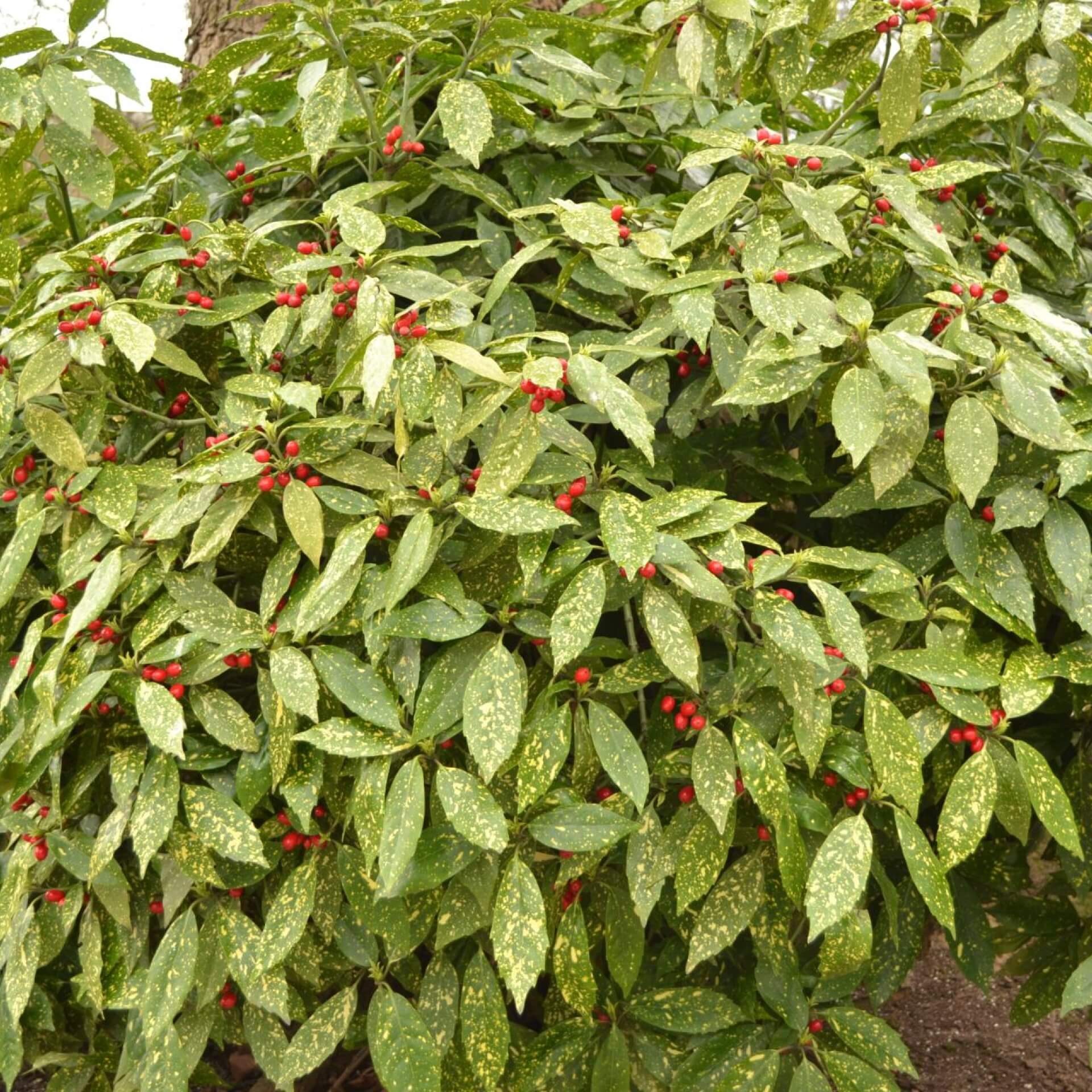 Japanische Goldorange 'Variegata' (Aucuba japonica 'Variegata')