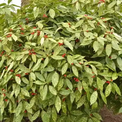 Foto von Japanische Goldorange 'Variegata' (Aucuba japonica 'Variegata')