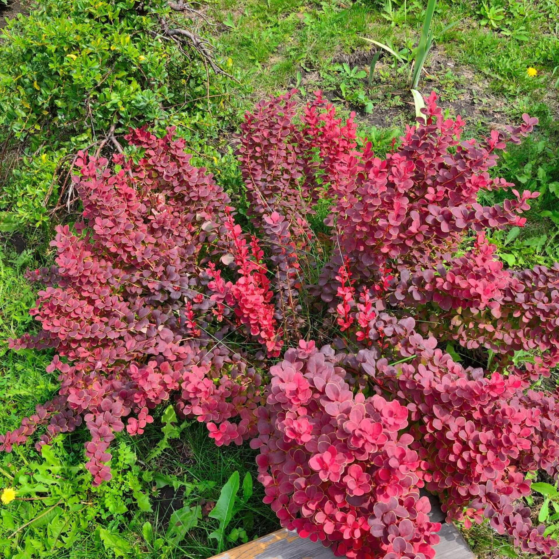 Grüne Heckenberberitze 'Admiration' (Berberis thunbergii 'Admiration')