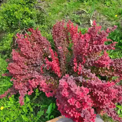 Foto von Grüne Heckenberberitze 'Admiration' (Berberis thunbergii 'Admiration')