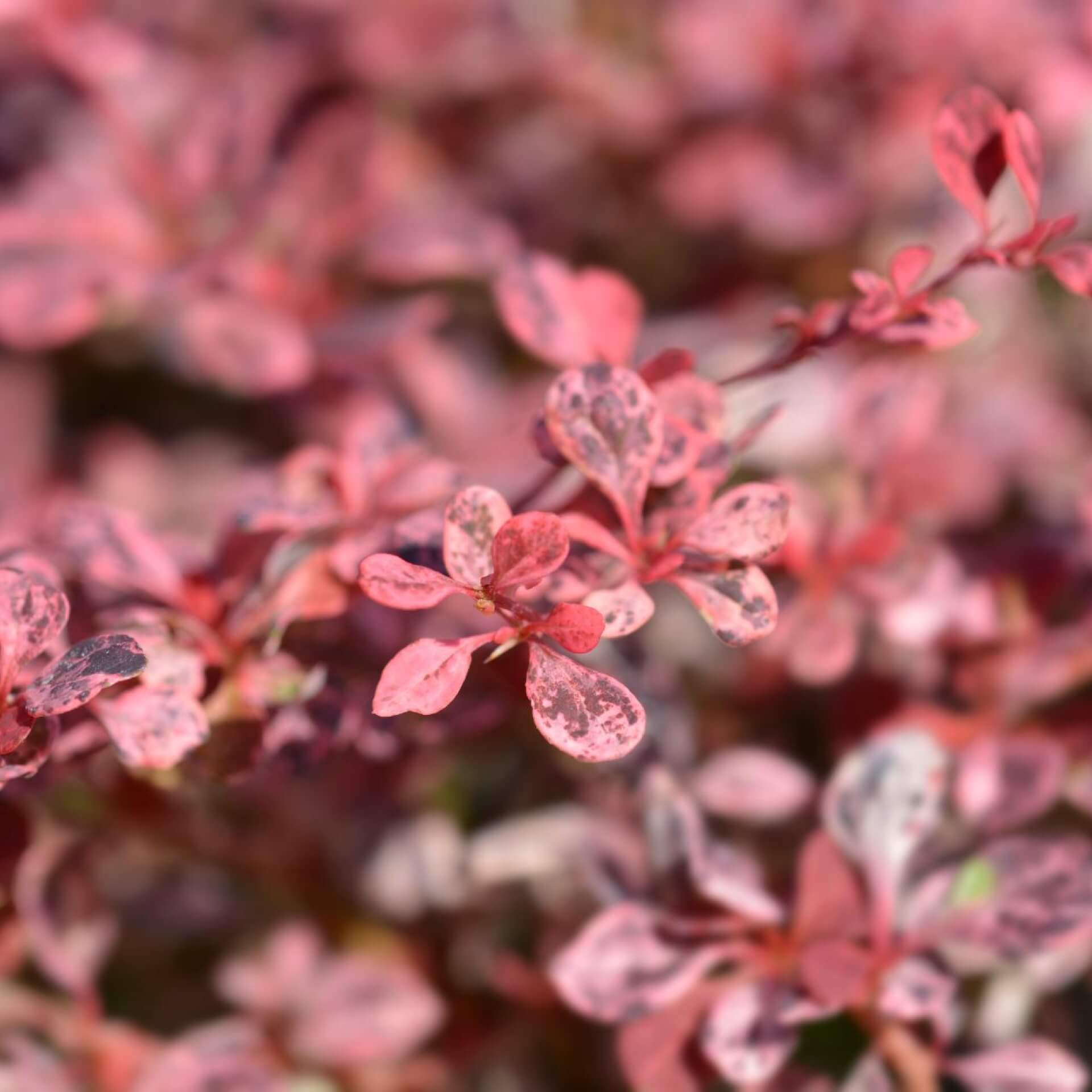 Grüne Heckenberberitze 'Harlequin' (Berberis thunbergii 'Harlequin')