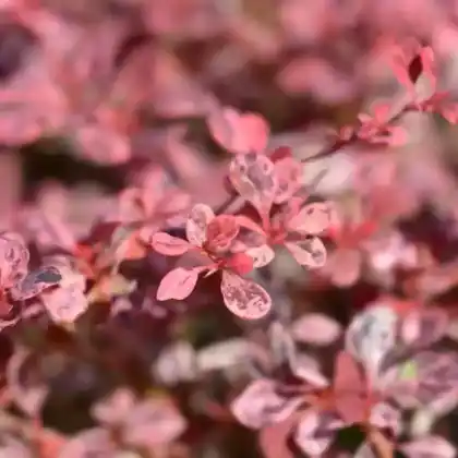 Foto von Grüne Heckenberberitze 'Harlequin' (Berberis thunbergii 'Harlequin')