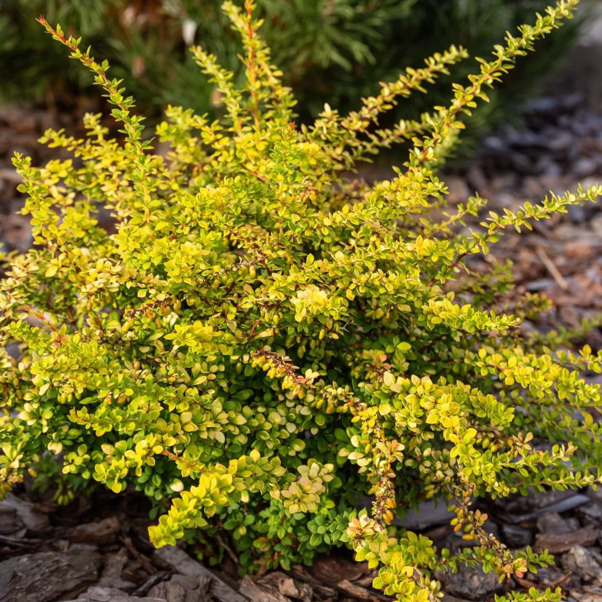 Grüne Heckenberberitze 'Sunsation' (Berberis thunbergii 'Sunsation')