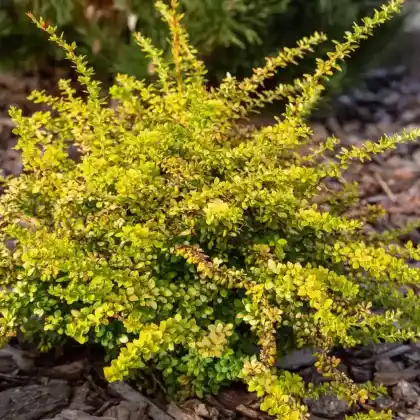 Foto von Grüne Heckenberberitze 'Sunsation' (Berberis thunbergii 'Sunsation')