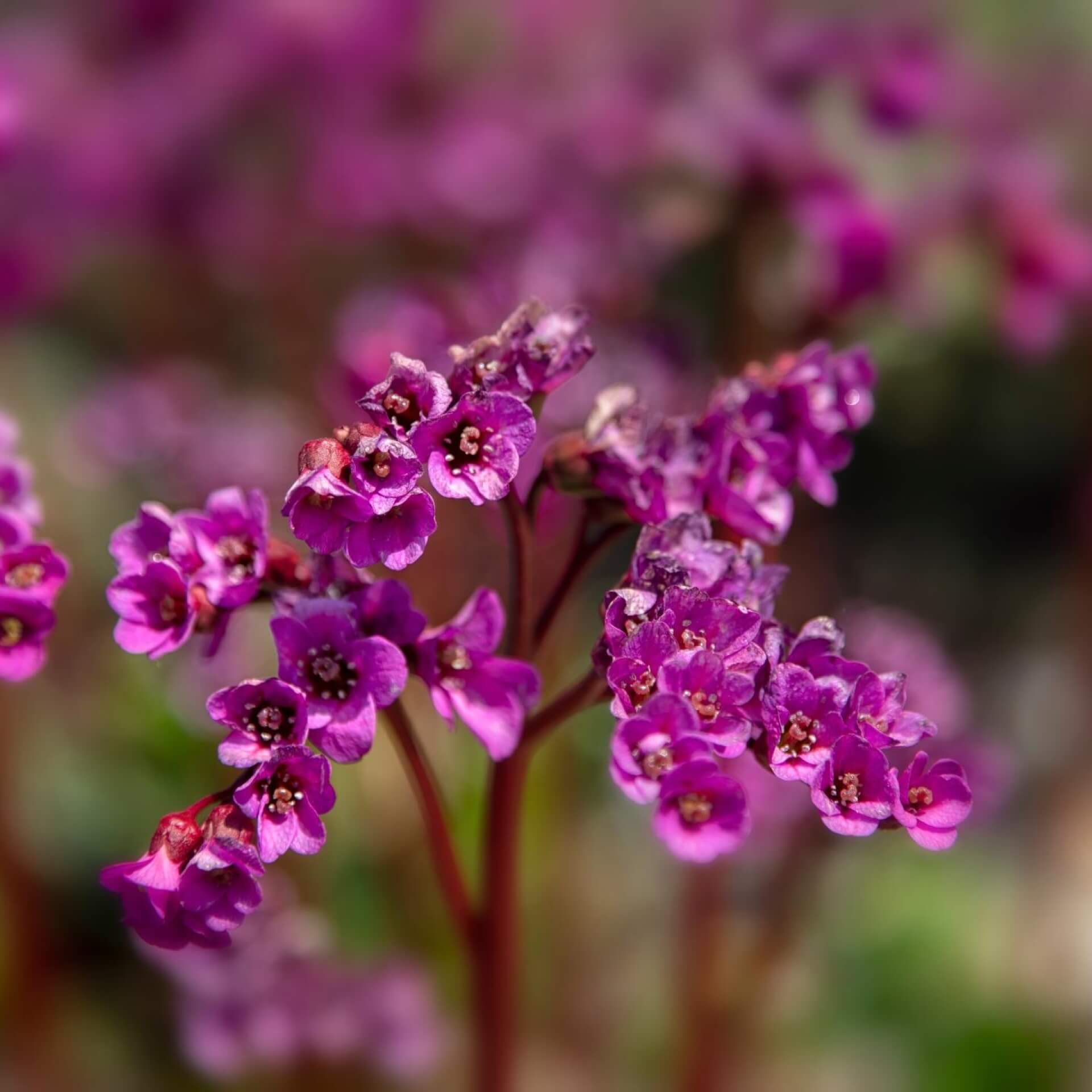 Altai-Bergenie 'Eroica' (Bergenia cordifolia 'Eroica')