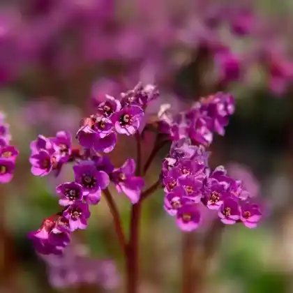 Foto von Altai-Bergenie 'Eroica' (Bergenia cordifolia 'Eroica')
