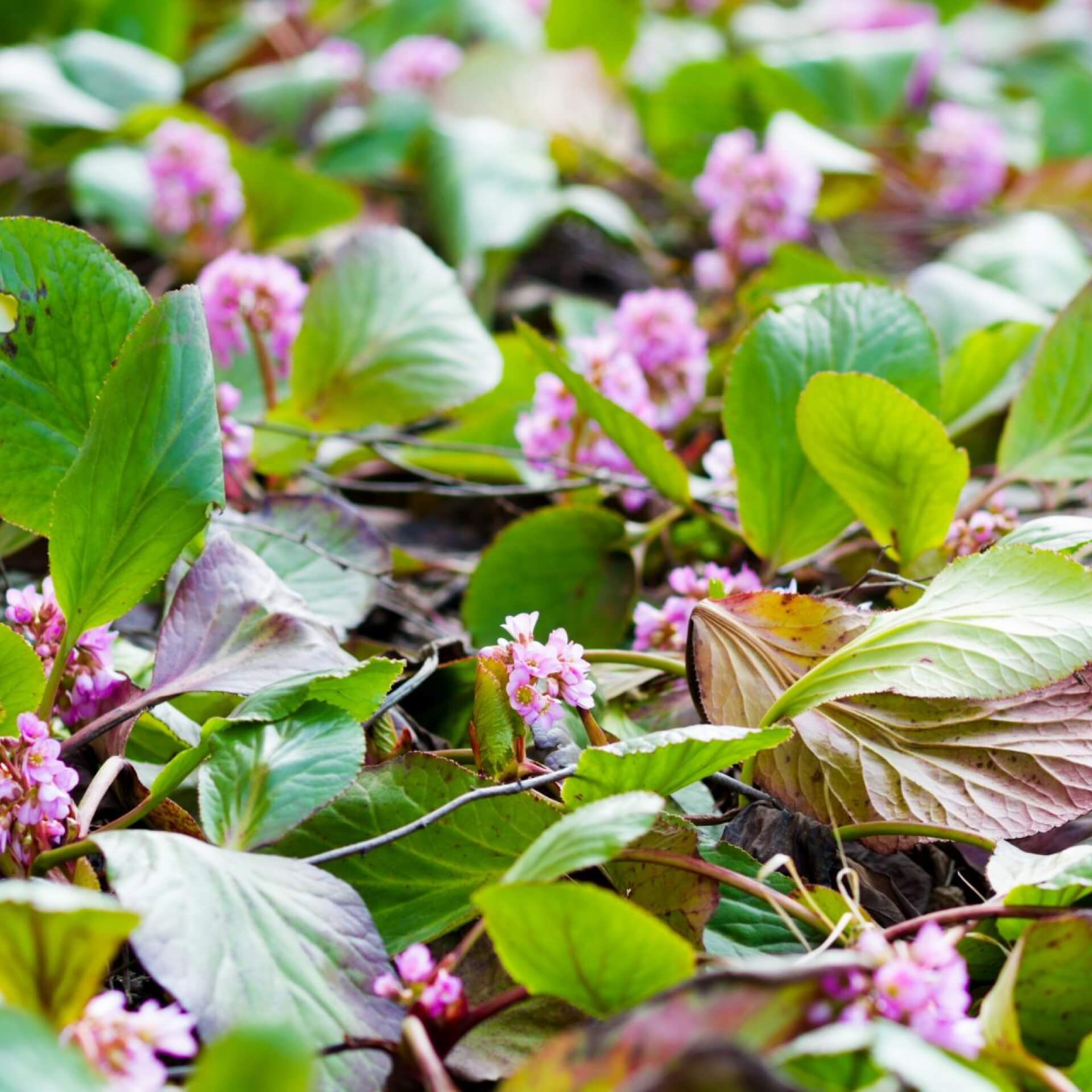 Altai-Bergenie 'Pink Dragonfly' (Bergenia cordifolia 'Pink Dragonfly')