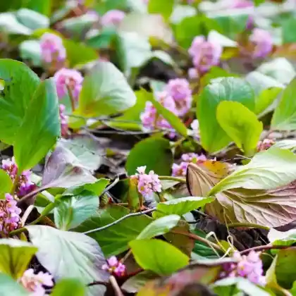 Foto von Altai-Bergenie 'Pink Dragonfly' (Bergenia cordifolia 'Pink Dragonfly')