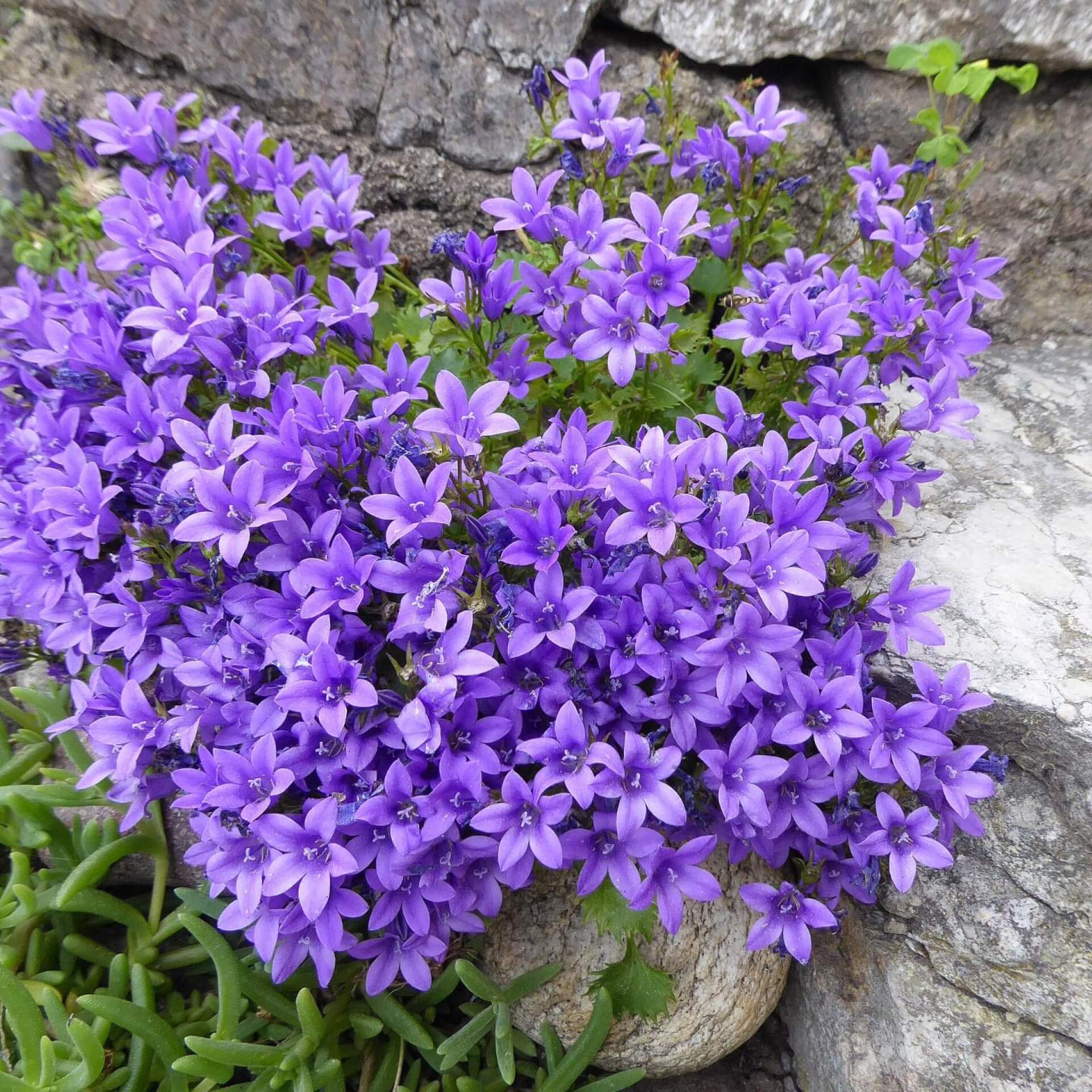 Dalmatiner Glockenblume (Campanula portenschlagiana)