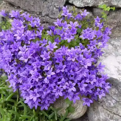 Foto von Dalmatiner Glockenblume (Campanula portenschlagiana)