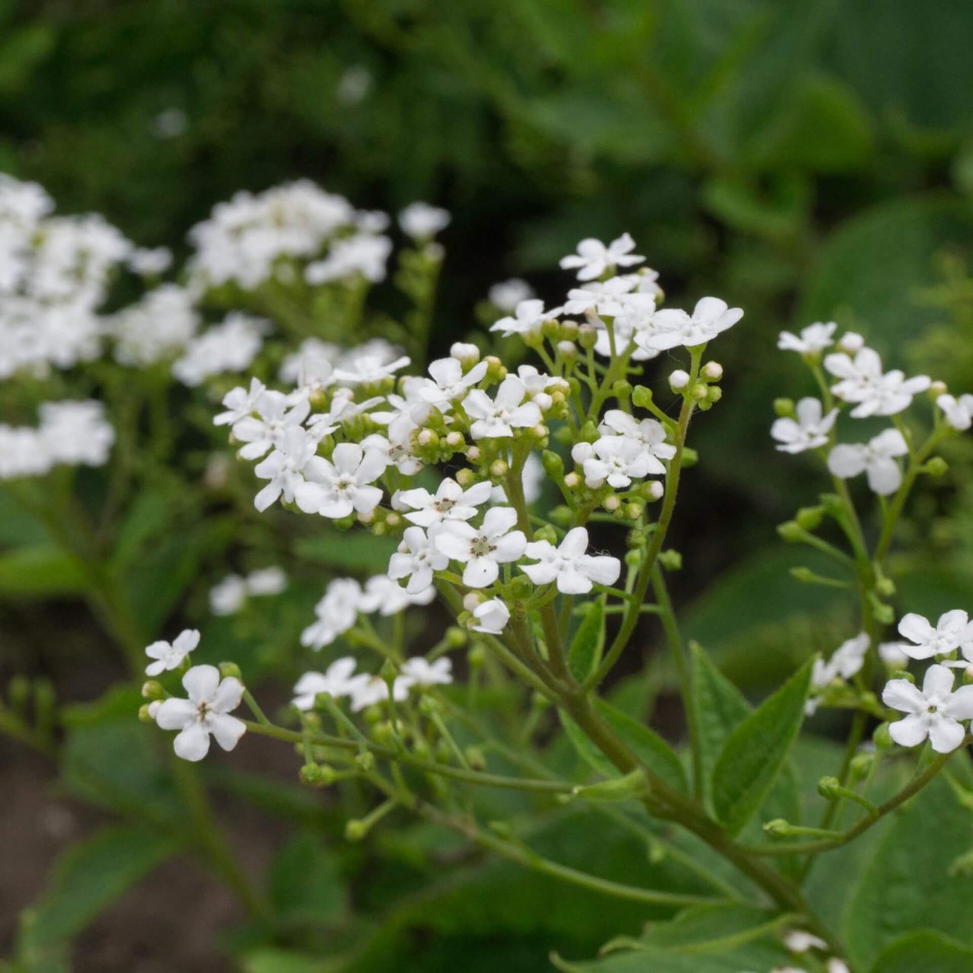 Kaukasus-Vergissmeinnicht 'Betty Bowring' (Brunnera macrophylla 'Betty Bowring')