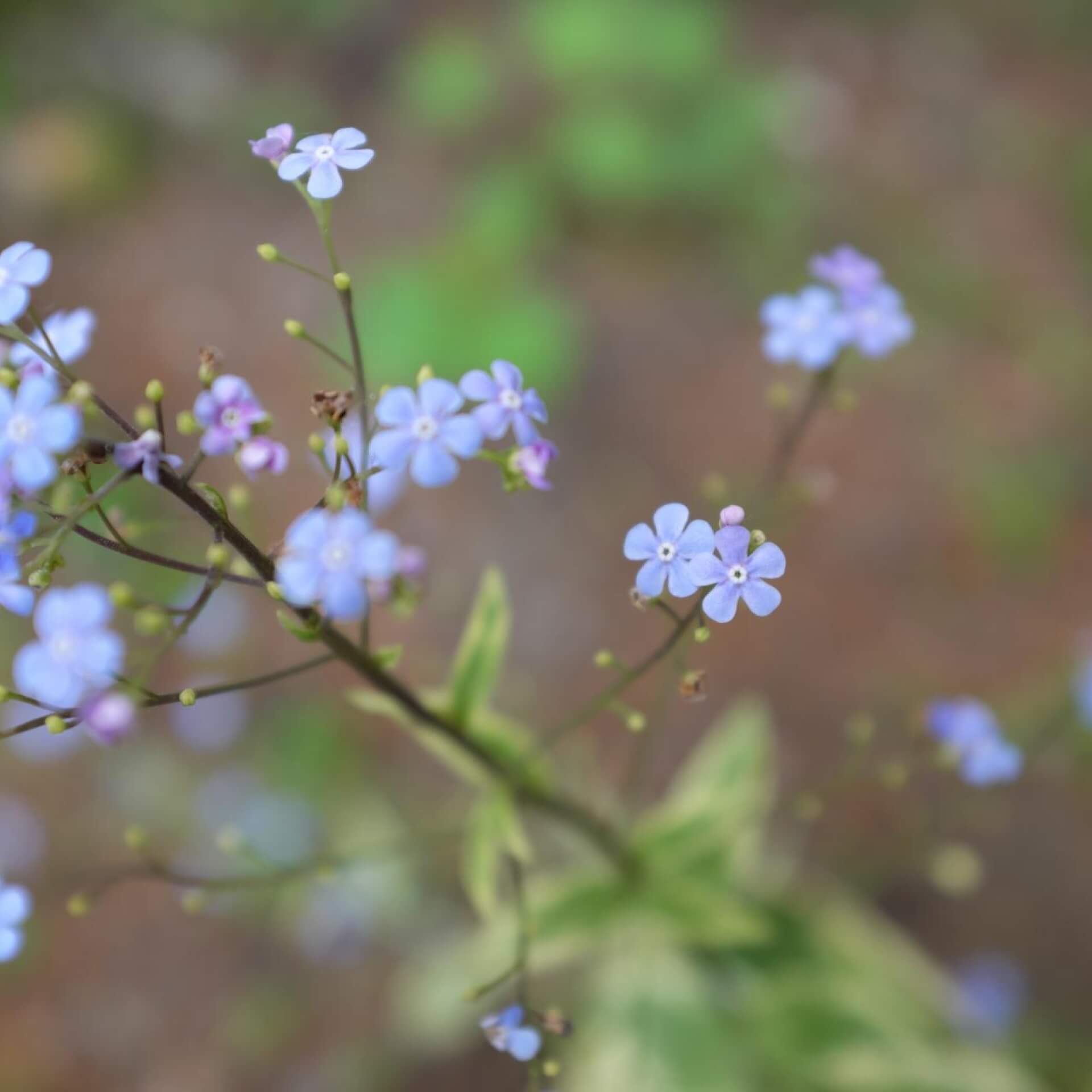 Kaukasus-Vergissmeinnicht 'Hadspen Cream' (Brunnera macrophylla 'Hadspen Cream')