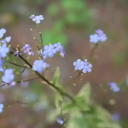 Foto von Kaukasus-Vergissmeinnicht 'Hadspen Cream' (Brunnera macrophylla 'Hadspen Cream')