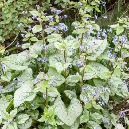 Foto von Kaukasus-Vergissmeinnicht 'Jack Frost' (Brunnera macrophylla 'Jack Frost')
