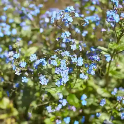 Foto von Kaukasus-Vergissmeinnicht 'Looking Glass' (Brunnera macrophylla 'Looking Glass')