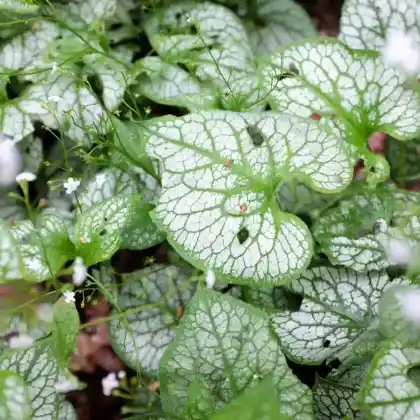 Foto von Kaukasus-Vergissmeinnicht 'Mr Morse' (Brunnera macrophylla 'Mr Morse')