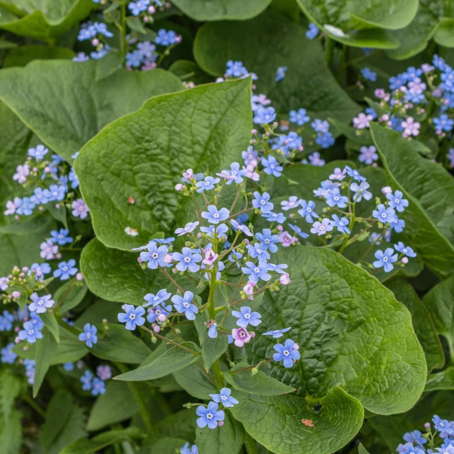 Kaukasus-Vergissmeinnicht 'Sea Heart' (Brunnera macrophylla 'Sea Heart')