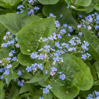 Foto von Kaukasus-Vergissmeinnicht 'Sea Heart' (Brunnera macrophylla 'Sea Heart')