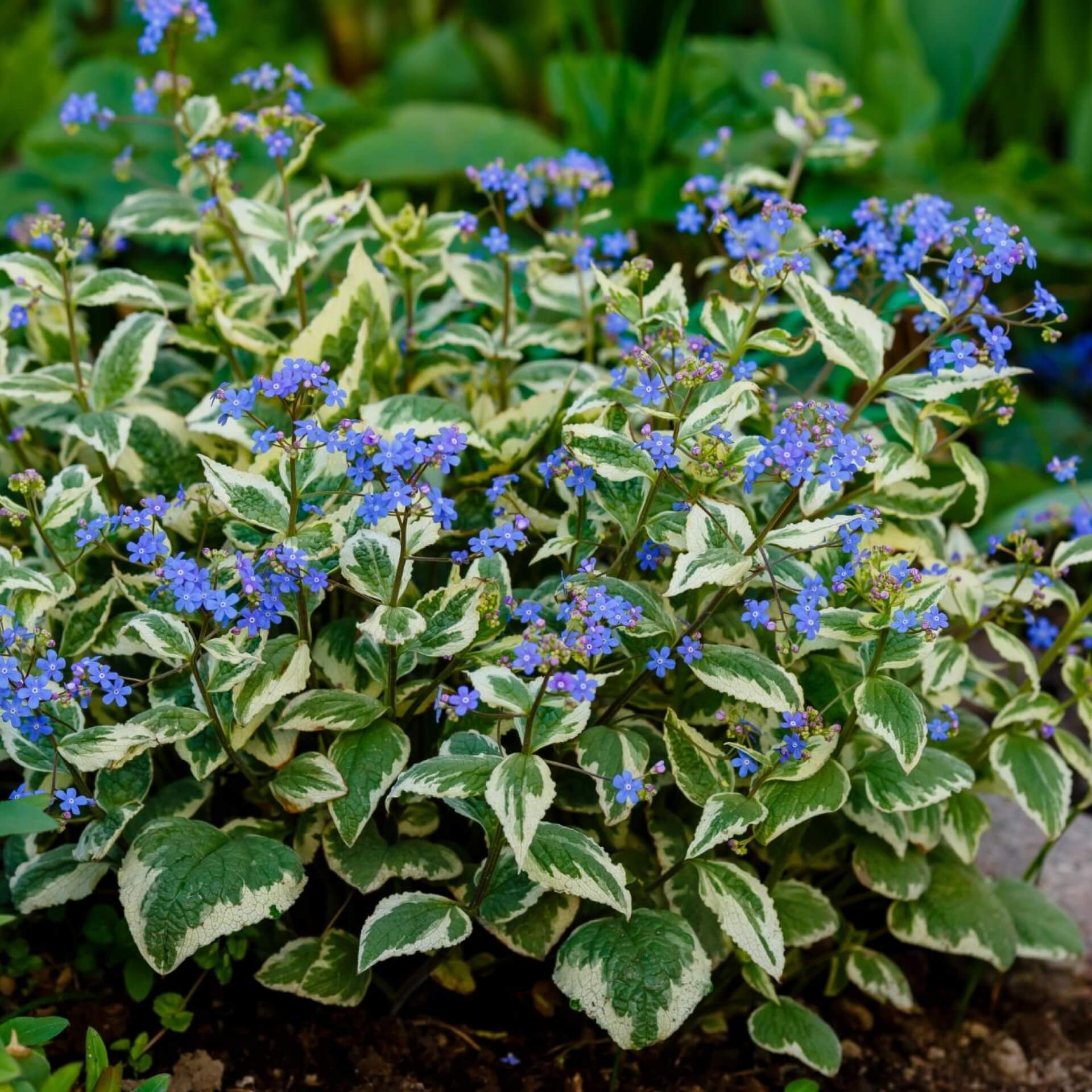 Kaukasus-Vergissmeinnicht 'Variegata' (Brunnera macrophylla 'Variegata')