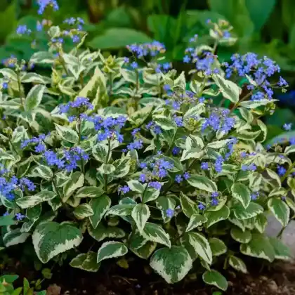Foto von Kaukasus-Vergissmeinnicht 'Variegata' (Brunnera macrophylla 'Variegata')